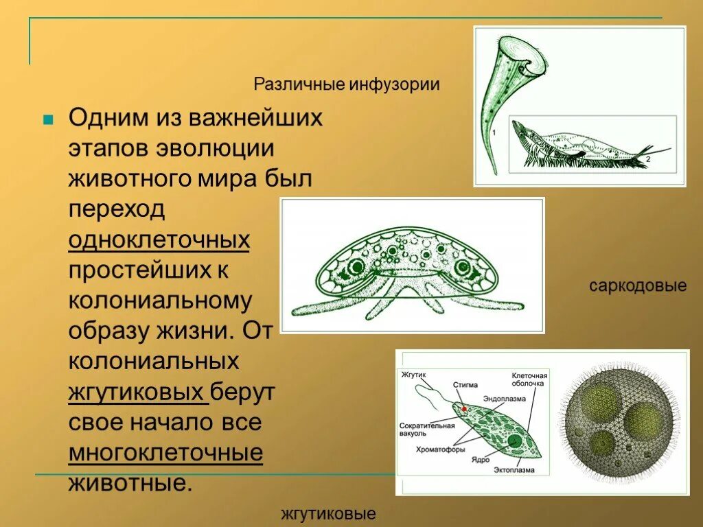 Колониальные одноклеточные организмы. Эволюция одноклеточных животных. Эволюция многоклеточных животных. Развитие одноклеточных животных. Почему простейшие живые