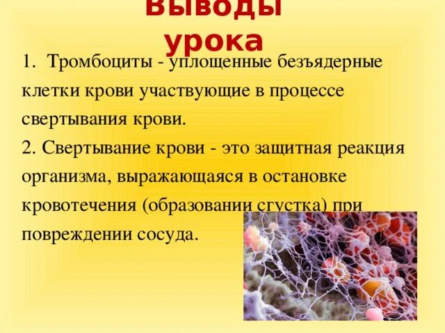 Фермент тромбоцитов. Тромбоциты в крови биология 8 класс. Тромбоциты биология 8 класс. Тромбоциты это в биологии 8 класс кратко. Тромбоциты крови биология 8 класс кратко.