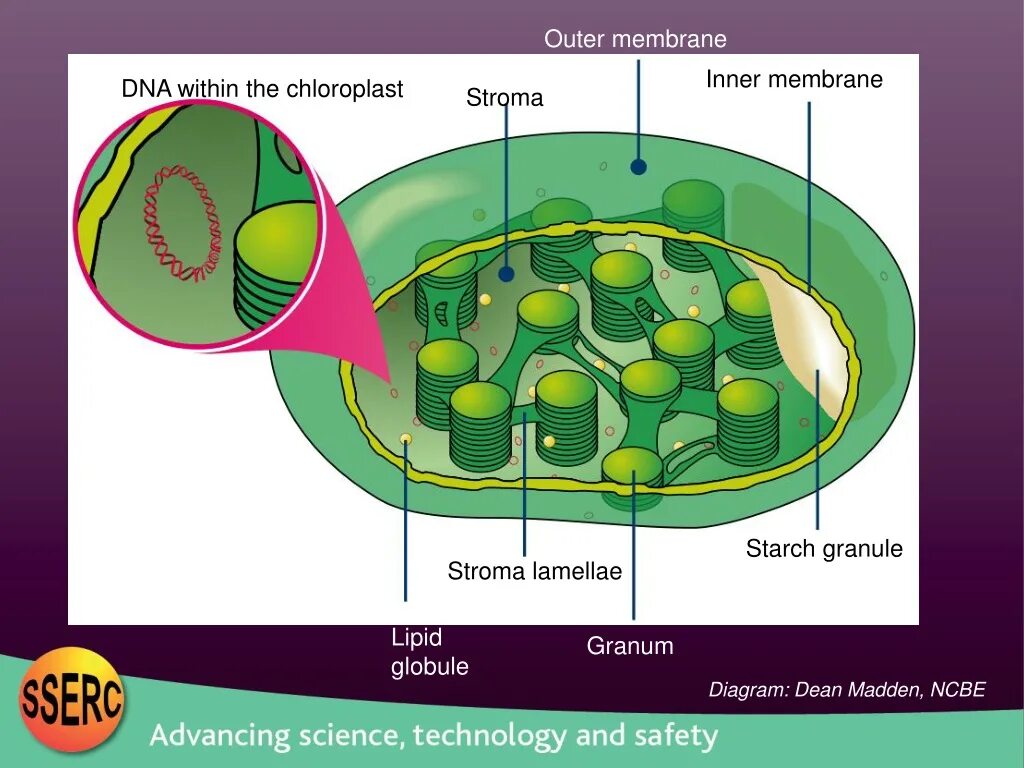 Какие клетки имеют хлоропласты. Строение хлоропласта. Chloroplast DNA. ДНК хлоропластов. Строма хлоропласта.