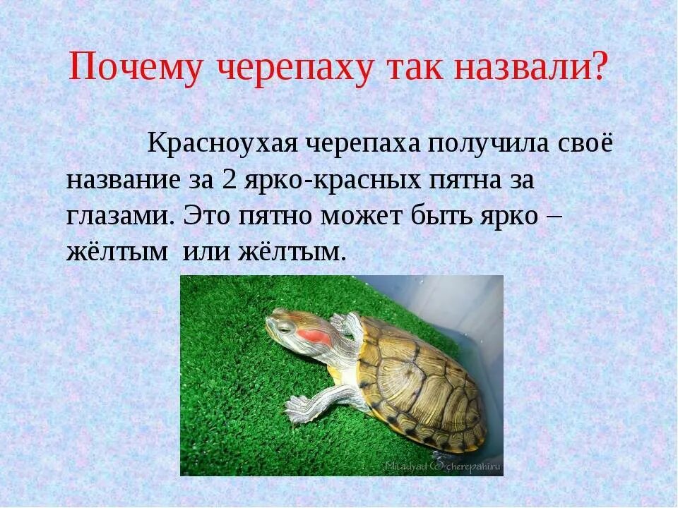Черепахи 2 класс окружающий мир. Информация о черепашке красноухой. класс красноухой черепахи. красноухая черепаха интересные факты. сведения о красноухой черепахе.