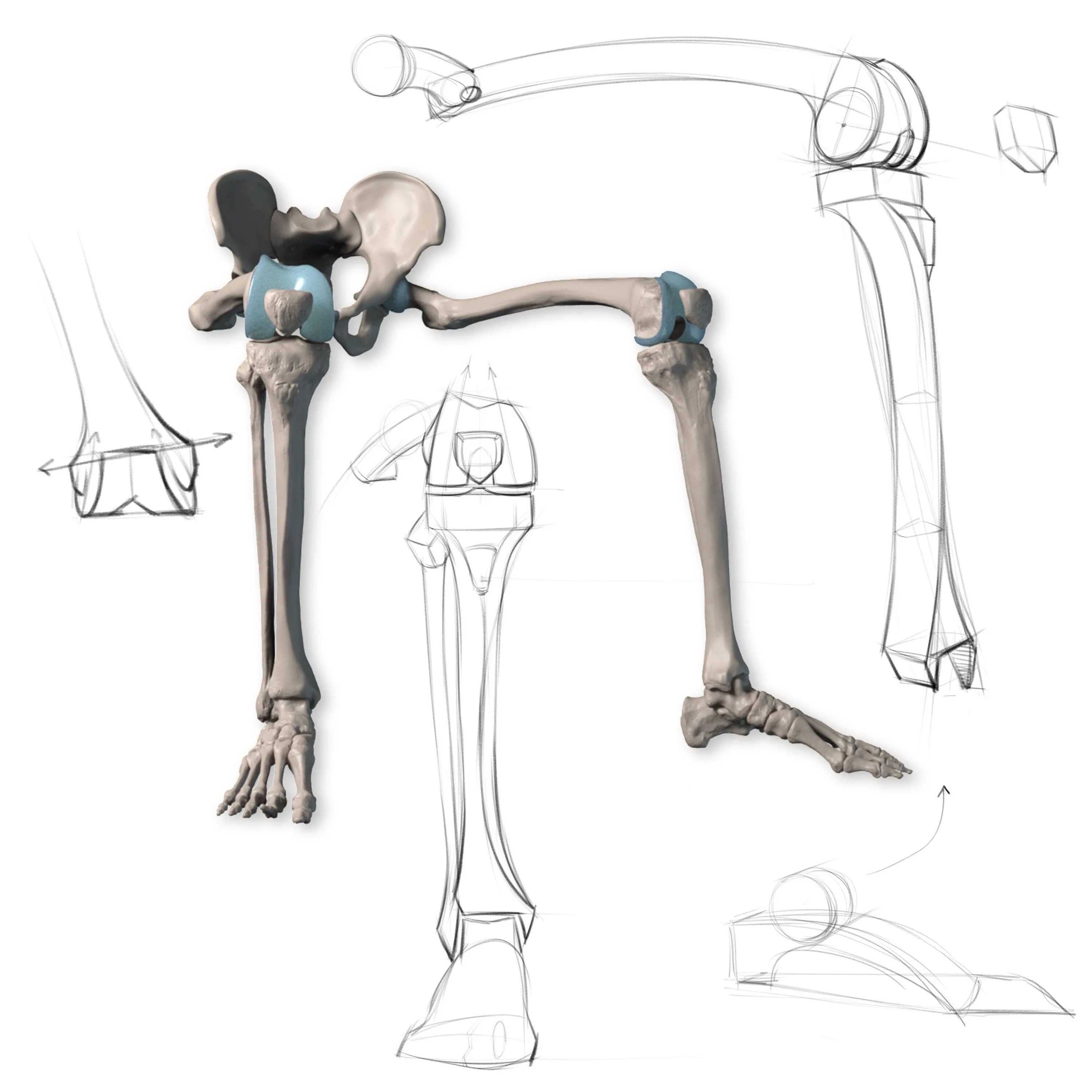 Кости ног референс. Кости ноги скелет референс. Баммес анатомия стопы. Анатомия кости референс ноги. Скелет человека бедро