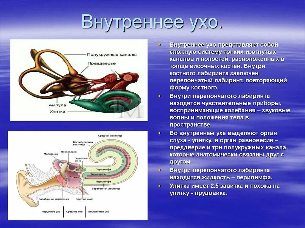 Костный Лабиринт органа слуха. Внутреннее ухо улитка функции. Функции улитки внутреннего уха. Функции костного Лабиринта в ухе. Внутреннее ухо особенности