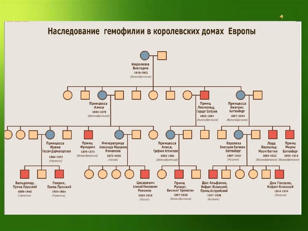 Родословная королевы Виктории наследование гемофилии. Родословная по гемофилии королевы Виктории. Родословная Виктории наследование гемофилии. Гемофилия виктории