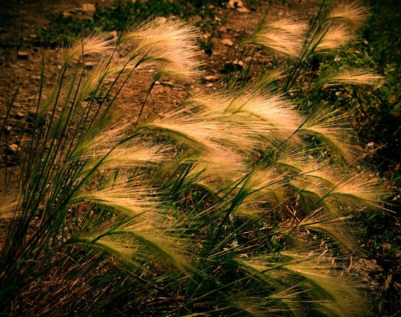 ковыль перистый (stipa pennata). ковыль автор. ковыль автор. ковыль залесского. ковыль дальневосточный.