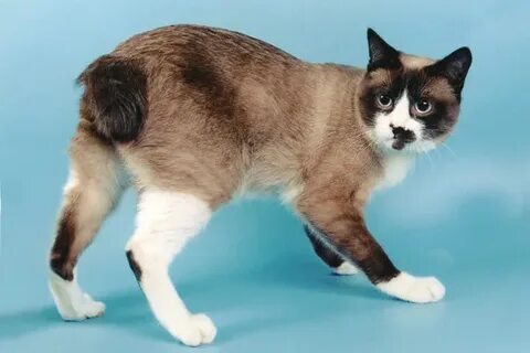 Үлкен әтештерден литрлік сперматозоидтар