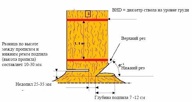 Ствола на высоте 1 3. Схема Валки дерева бензопилой. Схема Валки леса. Схема рубки дерева. Как правильно спилить дерево бензопилой в нужном направлении схема.