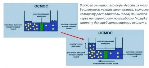 Осмос через мембрану клетки
