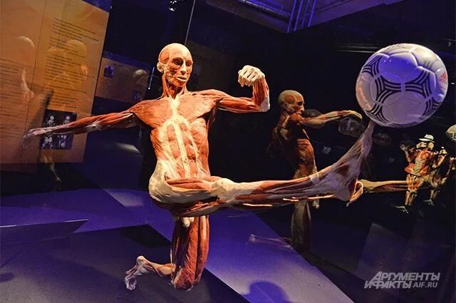 Анатомическая выставка body worlds. Музей человеческого тела вднх. Музей гюнтера фон хагенса. Выставка тел москва. Мир тела анатомические выставки вднх.