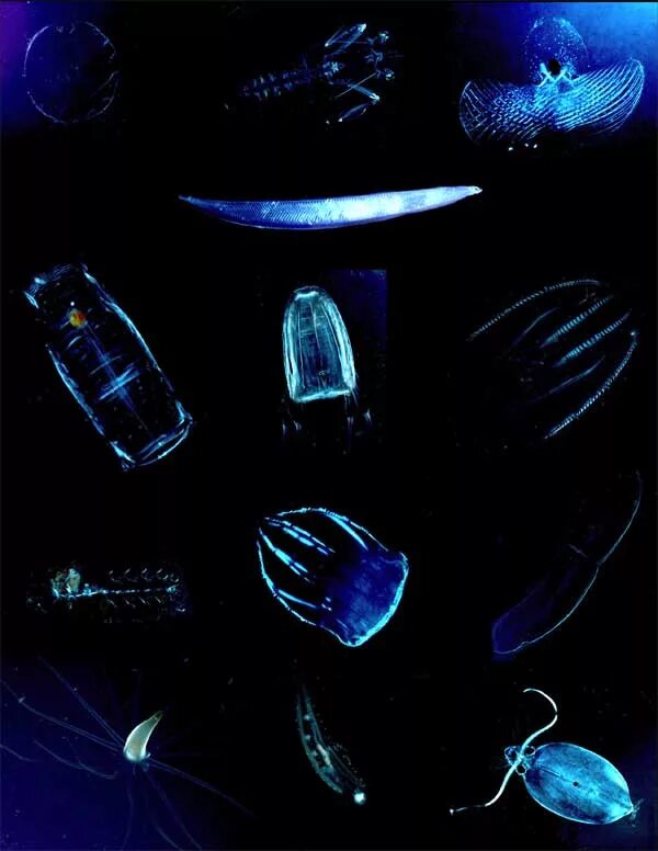 Биолюминесценция планктона. Биолюсцентевй планктон. Фосфорицидный планктон. Биолюминесцентный фитопланктон. Продукция фитопланктона
