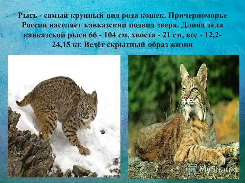 Сообщение о животном краснодарского края. Красная книга кубани рысь кавказская. рысь красная книга краснодарского края. животные из красной книги рысь кавказская. животные красной книги краснодарского края.