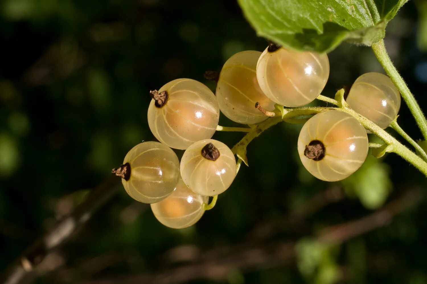 Белая смородина. Ягоды белой смородины. Смородина Виноградная белая. Смородина White Currants. Смородина белая Маргарита.