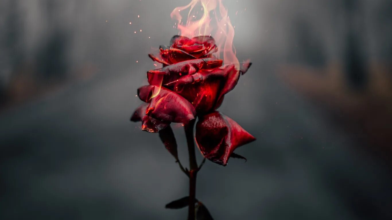 Burnt roses