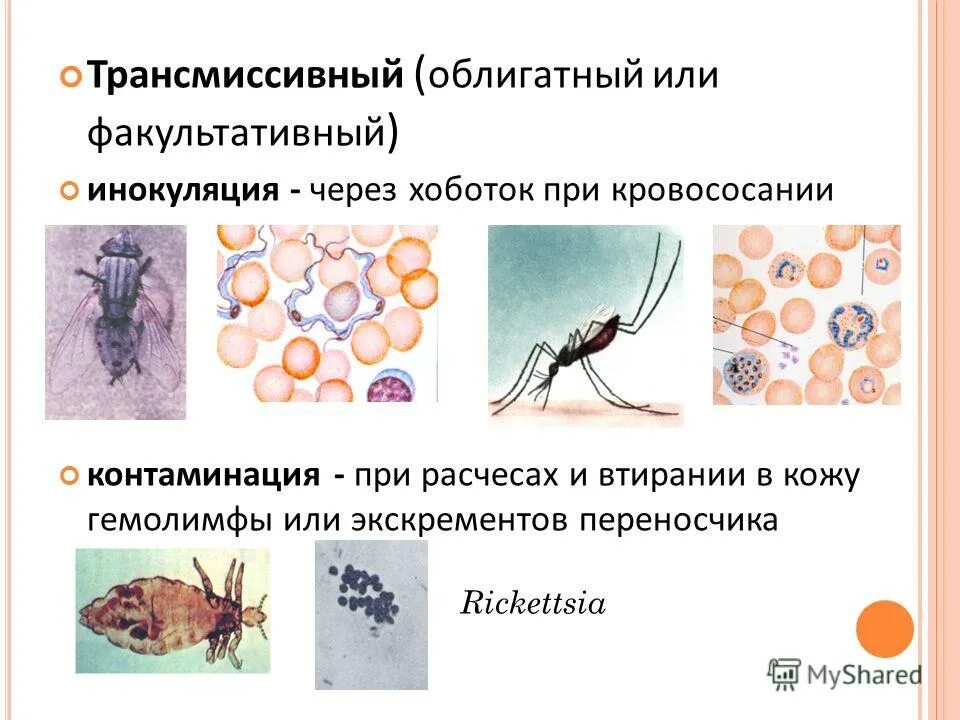 Переносчики ковида. Факультативный переносчик. Трансмиссивные облигатные и факультативные. Облигатно трансмиссивные переносчики это. Специфическая инокуляция.