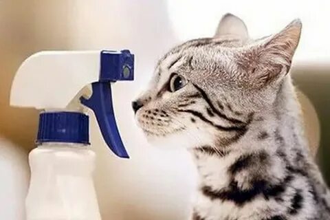 Чем обработать чтобы кошка не гадила
