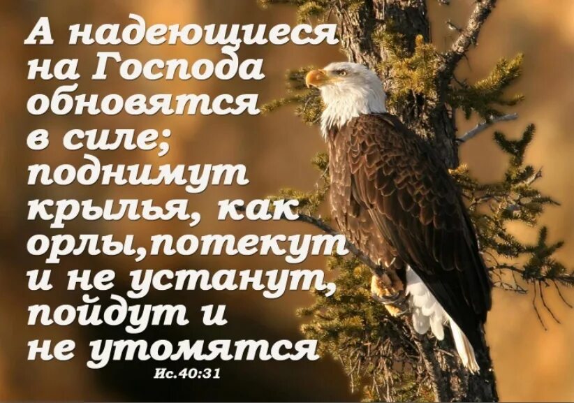Надеющиеся на господа поднимут крылья как орлы. Надеящиеся на господа обновятся в силе. а надеющиеся на господа обновятся в силе поднимут крылья. надеющиеся на господа. надеющиеся на господа обновятся в силе поднимут.