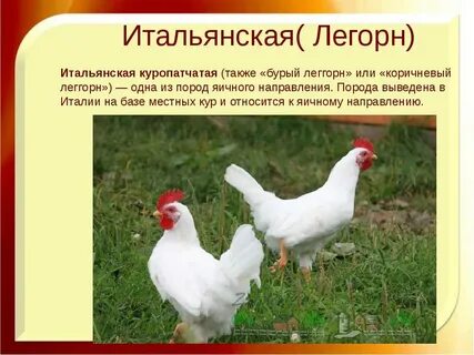 Куры леггорны характеристика отзывы фото и описание