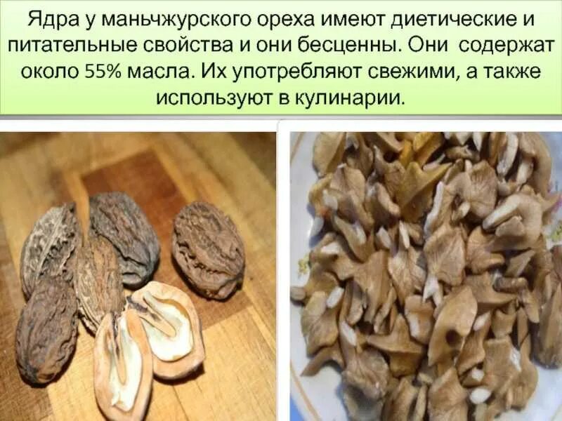 Орех маньчжурский габитус. Маньчжурский орех польза и вред для организма. Орех маньчжурский(juglans mandshurica maxim). Juglans mandshurica листья. Маньчжурский орех косточка.