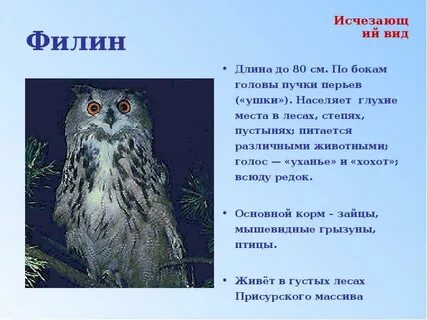 Взаимоотношения между филином и лесной мышью