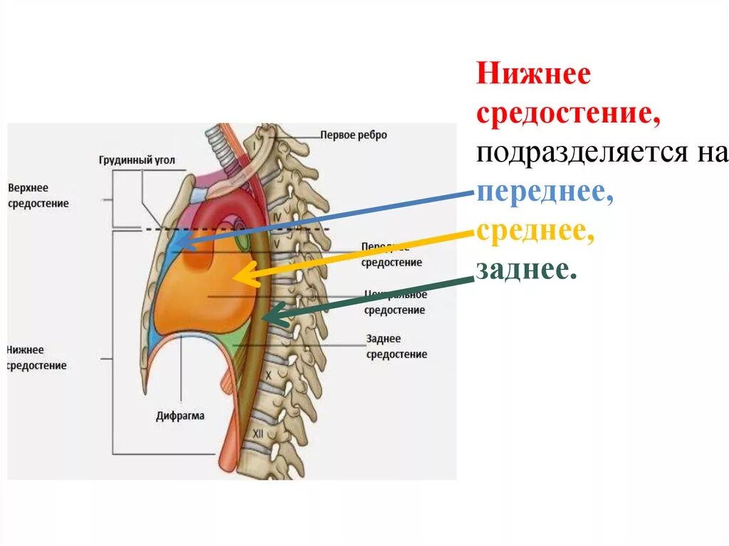 Где расположена верхнее. Переднее и заднее средостение схема. Передне-Нижний отдел средостения. Средостение анатомия верхнее нижнее. Средостение границы отделы.