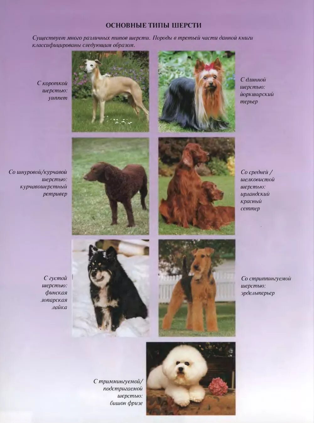 Афганская борзая и салюки. Венгерская пастушья овчарка. Порода болонок мальтезе. Название шерсти собак. Американский кокер спаиние.