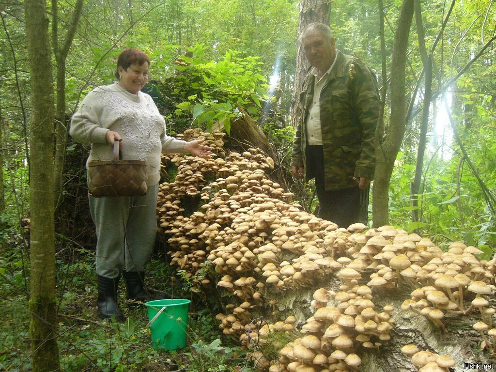 Опята осенние съедобные. Опята в Калужской области сейчас. Грибы в лесу. Сбор грибов в Подмосковье.