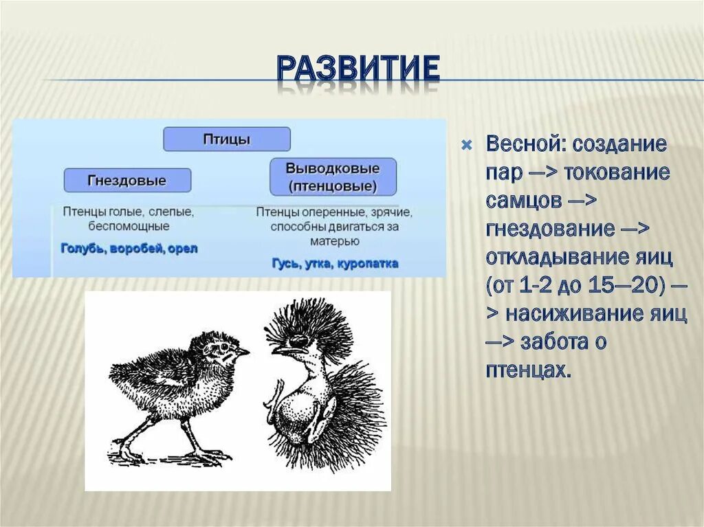 Укажите главные черты сходства и отличия птиц. Выводковые и гнездовые птицы. Типы развития птенцов. Типы развития птиц. Типы птенцов выводковые и птенцовые.