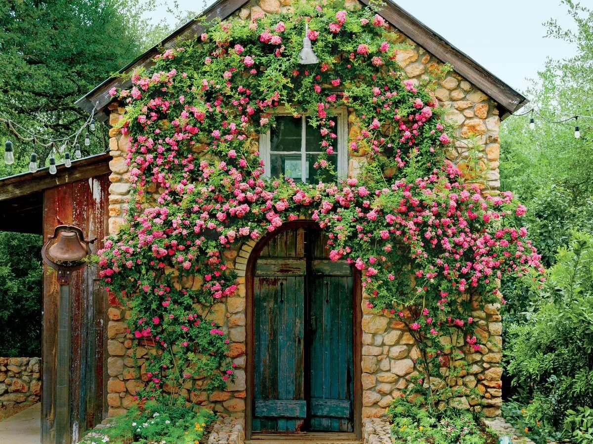 Дом с цветами розовый. Роуз Гарден плетистая. Плетистые розы сады Англии. Вьюн девичий виноград.