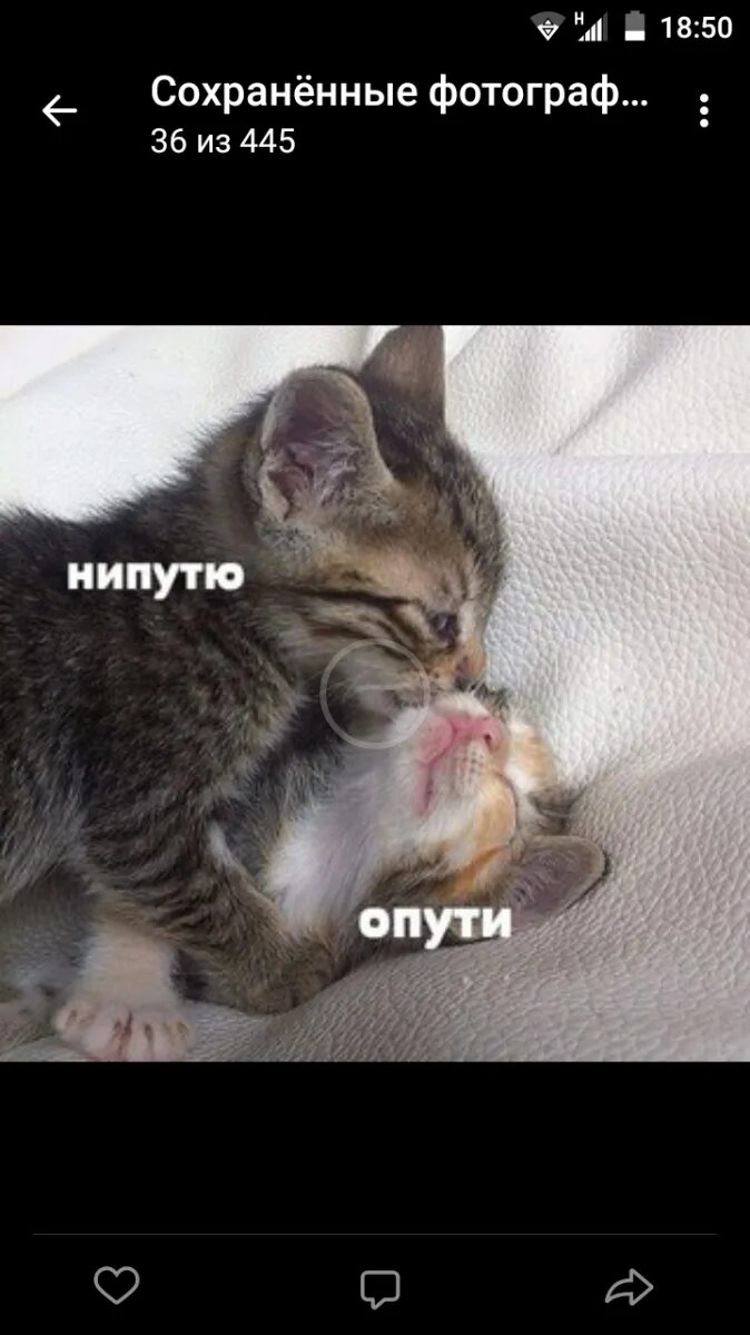 Пути котик. Опути нипутю кот. Апути непутю. Опути. Опути непутю.