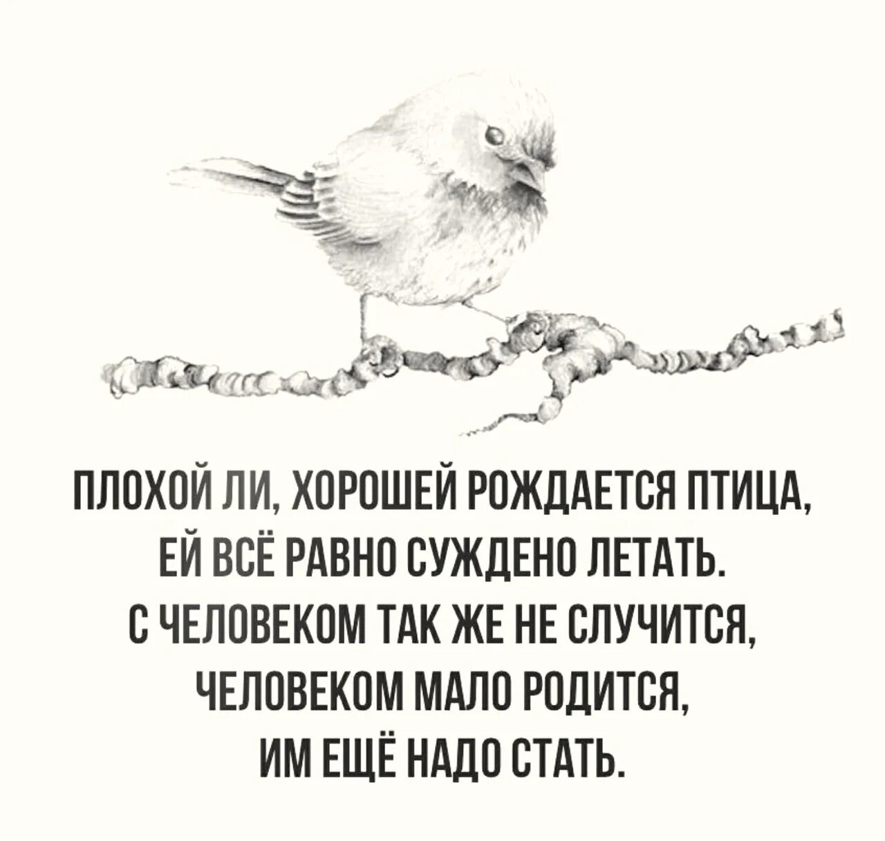 Хороший плохой ли рождается птица ей суждено летать. Плохой ли хорошей рождается птица ей. Плохой ли хорошей рождается птица ей всё равно суждено летать. Птица родит