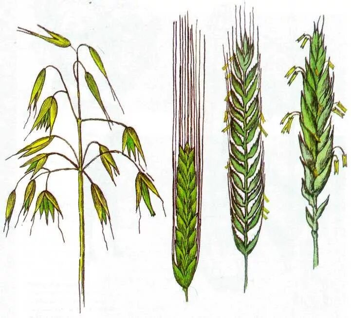 Овес схема. Семейство злаковые овсюг. Злаковые растения ячмень. Ячмень остистый. Рожь Вавилова.