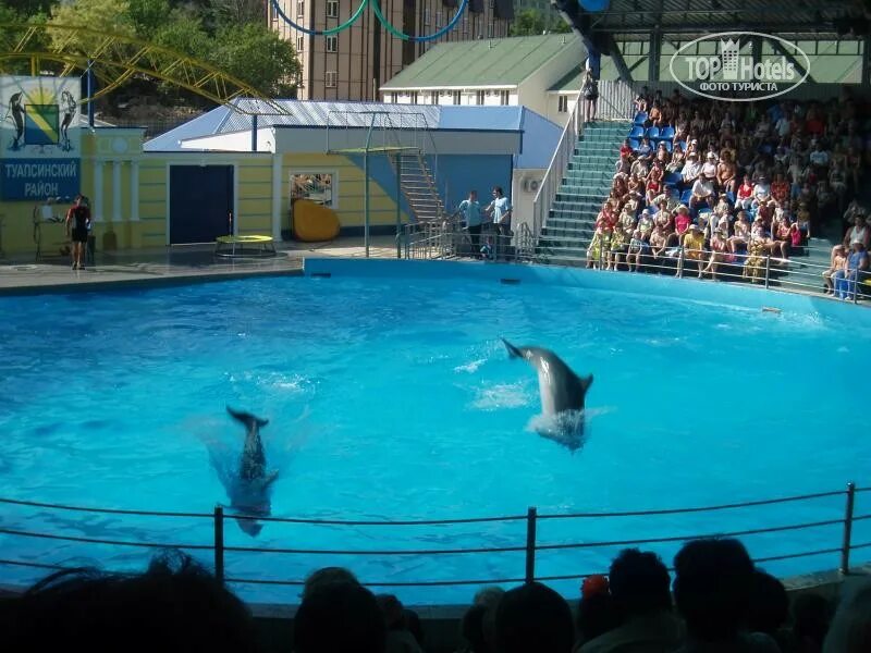 Небуг аквапарк и дельфинарий. Дельфинарий аквамир небуг. Дельфинарий туапсе в туапсе. Дельфинарий небуг туапсе. Дельфинарий небуг 2024.