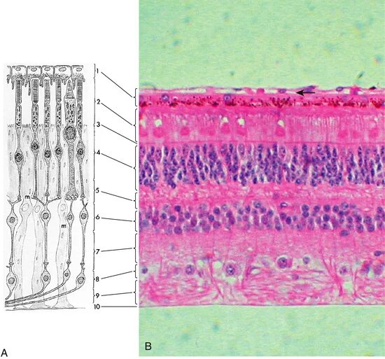 Сетчатка гистология препарат. Палочки и колбочки гистология. Пигментированный эпителий сетчатки. Оболочки сетчатки гистология.