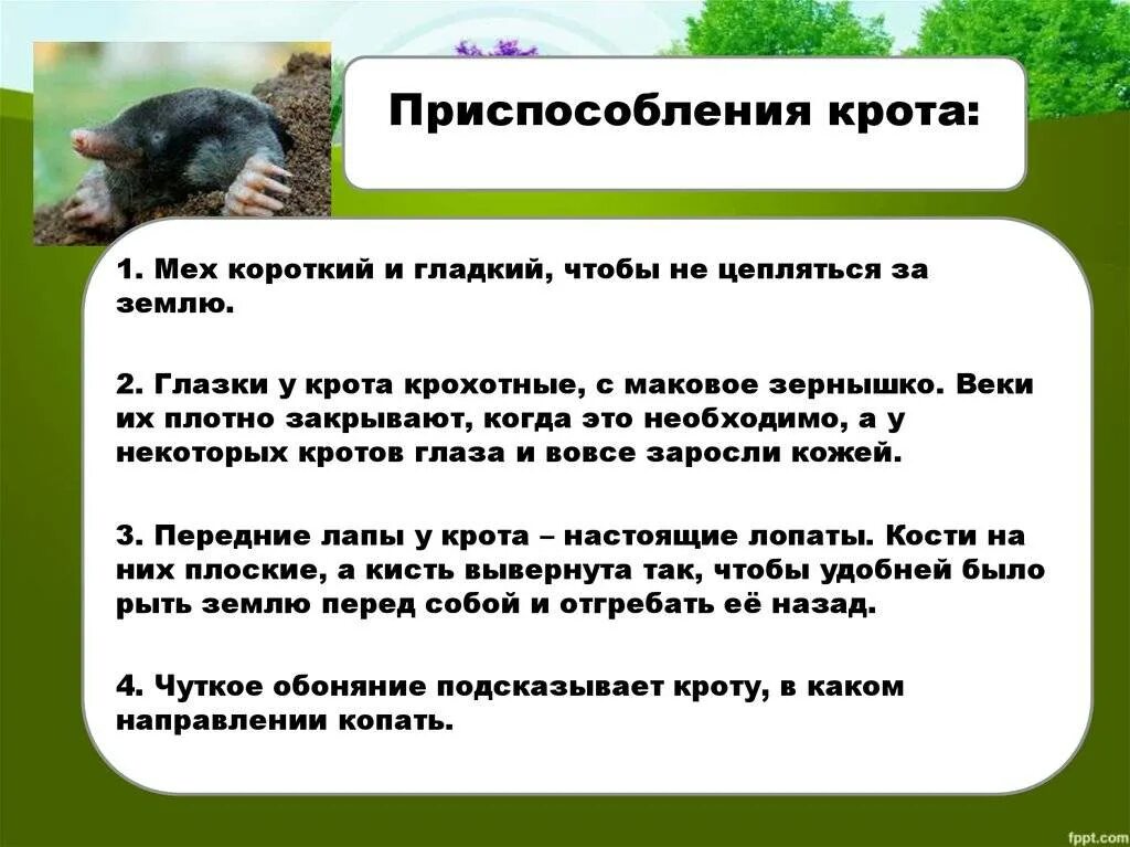 Что делает крот фото - DelaDom.ru