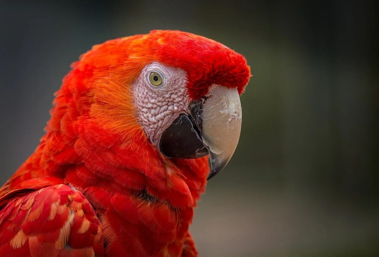 Red parrot