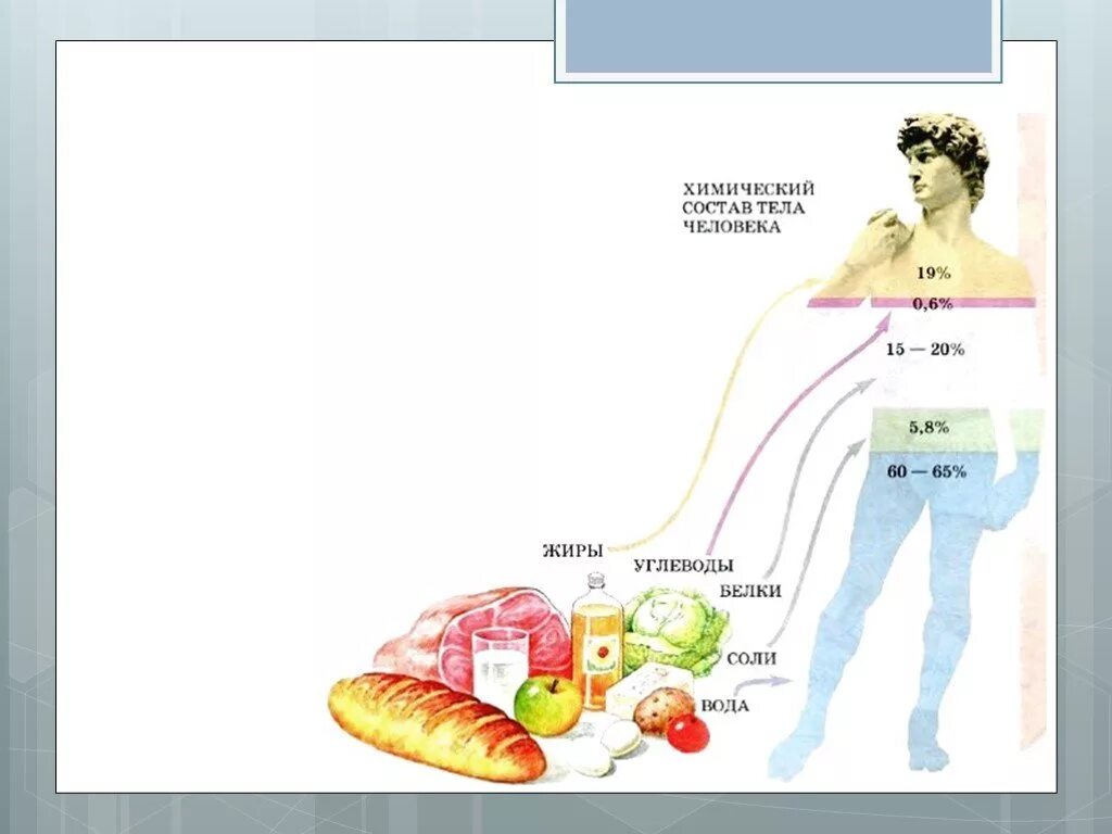 Влияние питательных веществ на организм человека жиры. Схема обменных процессов в организме. Питательные вещества в теле человека. Влияние на организм белков жиров углеводов. Жиры запас воды