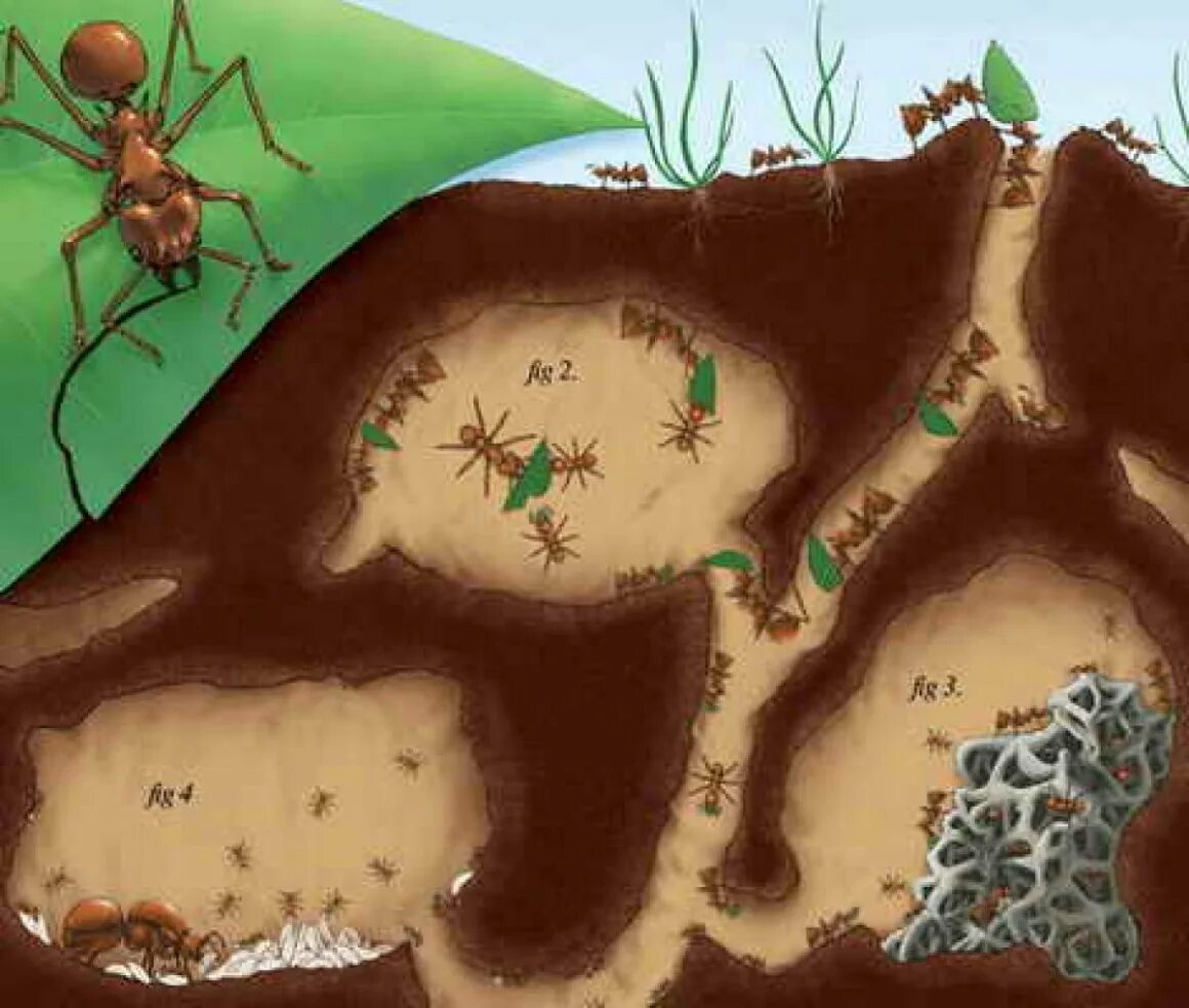 Муравьи листорезы Королева. Матка муравья атта. Муравьи листорезы Муравейник. Муравьи листорезы гнездо. Несмотря на муравьиную склонность объединять свои