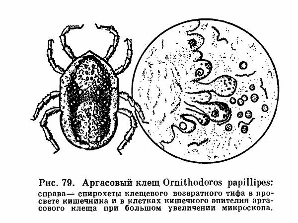 Личинка иксодового клеща строение. Отличия иксодовых и аргасовых клещей. Паразитиформные клещи. Систематика аргасовых клещей. Систематика аргасовых клещей.