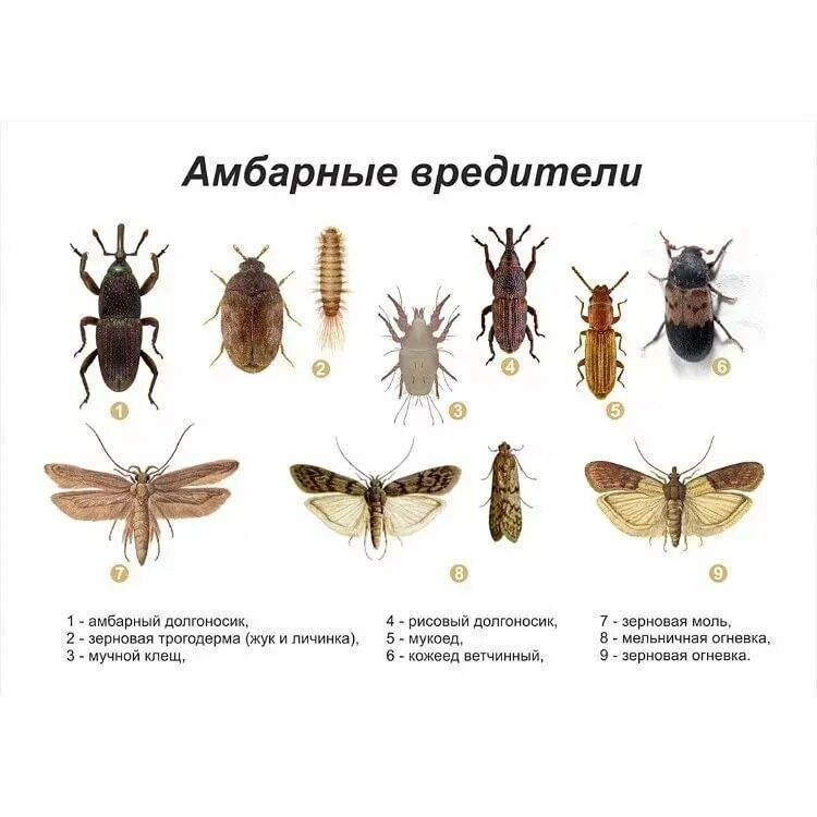 Насекомые-древоточцы и средства борьбы с ними