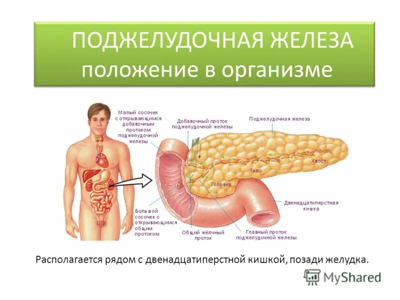 Где у человека находится поджелудочная железа показать