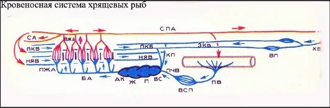 Мельчайший кровеносный сосуд в теле рыбы