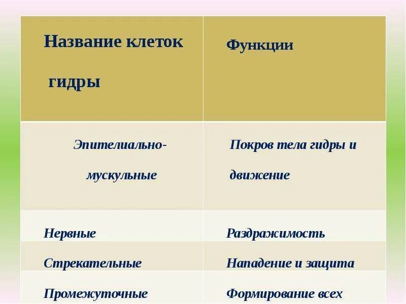 Клетки гидры и их функции. Функции всех клеток гидры. названия всех клеток гидры. типы клеток гидры и их функции. названия и функции клеток гидры.
