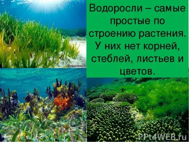 Водоросли имеют корни стебли листья. Водоросли самые простые по строению растения. Водоросли нет листьев стеблей и. Водоросли чего у них нет.