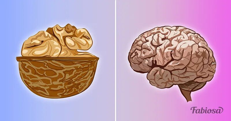 Грецкий орех и мозг. Грецкий орех и мозги. Орехи для мозга. Грецкий орех в виде мозга.