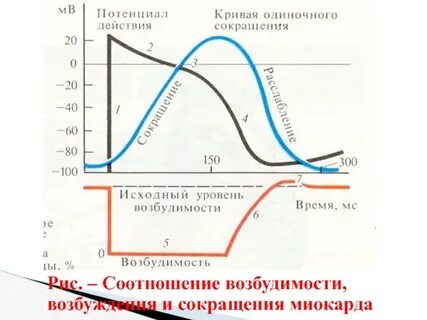 График соотношения возбуждения и возбудимости