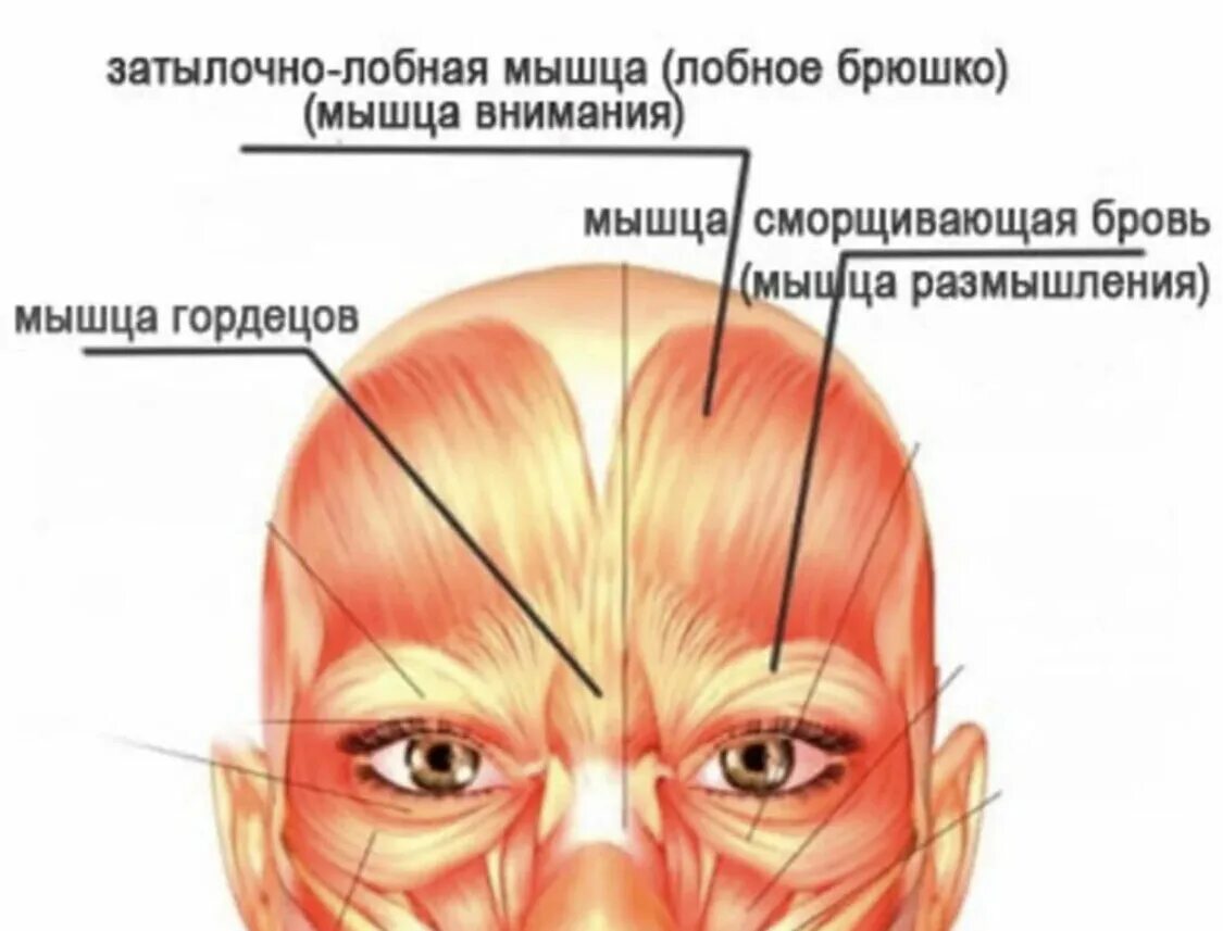 Напряженный лоб. Надчерепная мышца лба. Мышца гордецов анатомия. Мышцы лба и межбровья анатомия. Строение мышц лица.