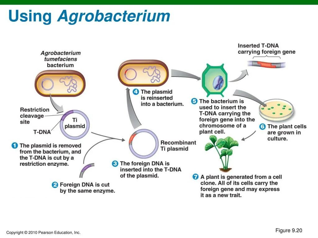 Плазмиды биотехнология. Agrobacterium tumefaciens ti плазмида. Бактерия Agrobacterium tumefaciens. Агробактерия тумефациенс. Плазмиды бактерий в генной инженерии.