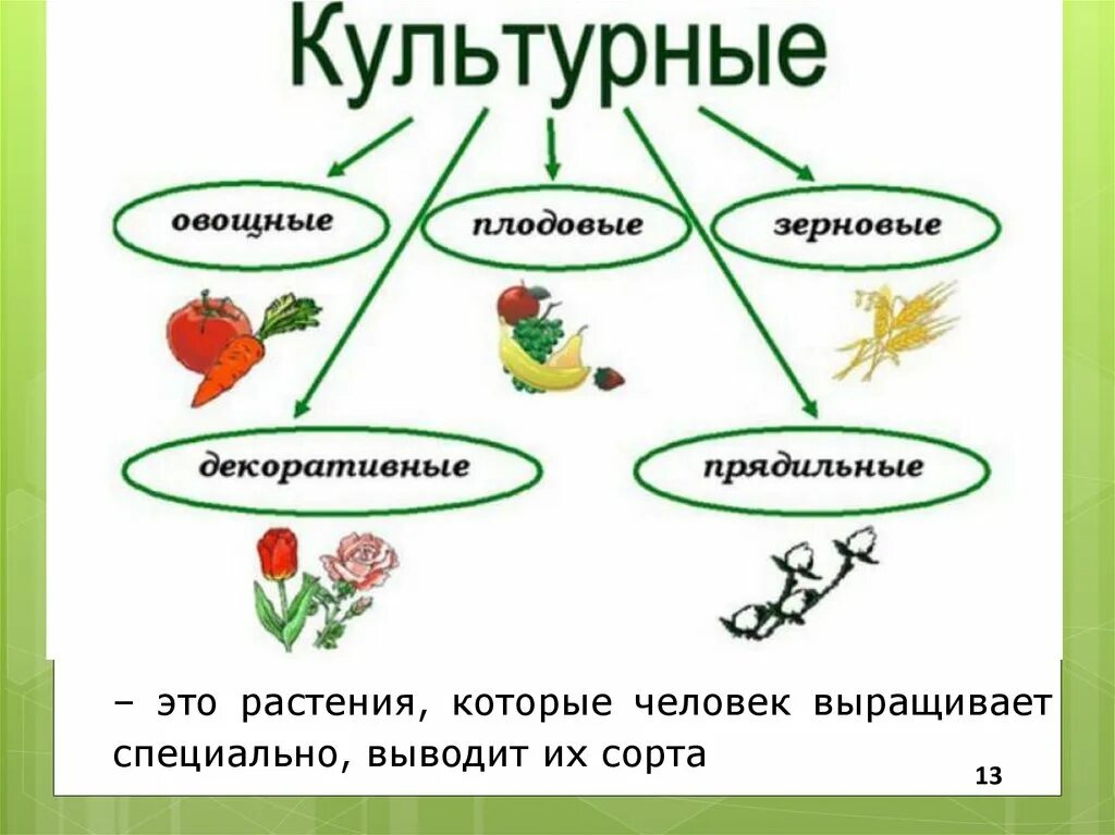 2 примера культурных растений. Культурные растения примеры. Примеры сортов культурных растений. Культурные растения названия. Культурные растения делятся на группы.