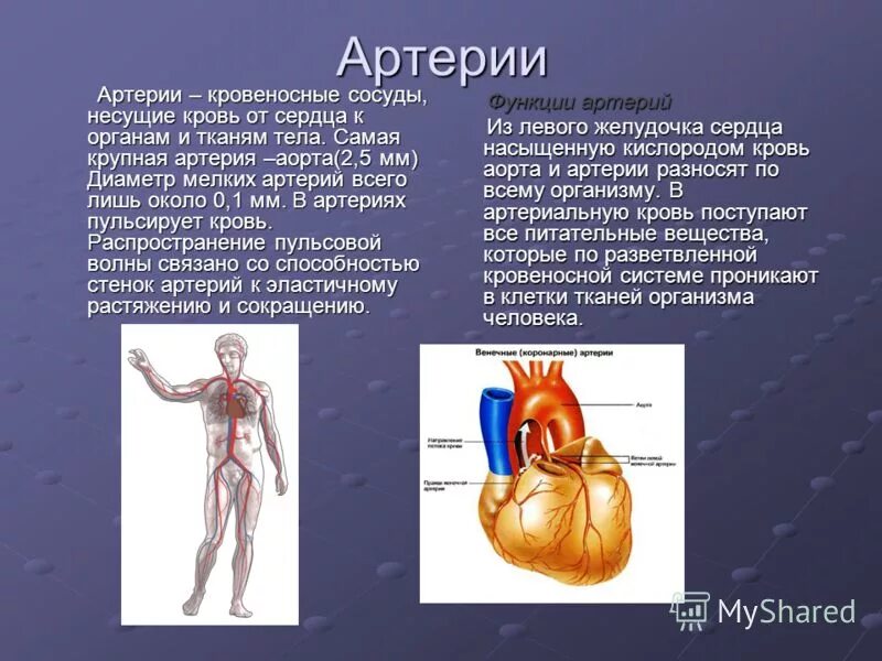 Артериальной кровью называют. Сосуды которые несут кровь от сердца к органам называются. Какую кровь несут артерии. Кровеносные сосуды несущие кровь от сердца.