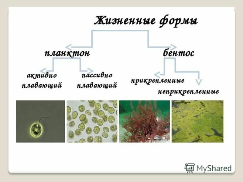 Жизненные формы водорослей 6 класс. Планктон жизненная форма. Бентосные водоросли представители. Водоросли их многообразие в природе.