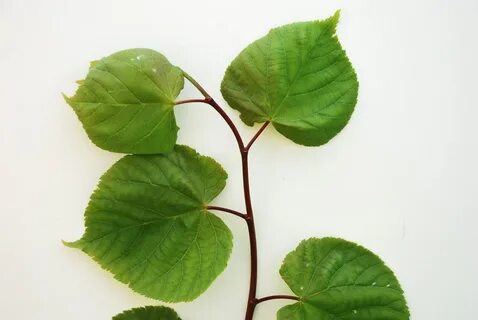 Листья липы картинки